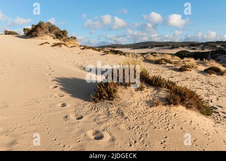 Fußspuren im Sand der Dünen am Strand von Piscinas am Mittelmeer, Costa Verde in der warmen Abendsonne, Sardinien, Italien Stockfoto