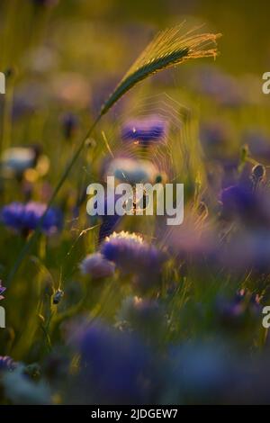 Aculepeira ceropegia, eine Eichenspinne, machte ein Spinnennetz und jagte es in einem Geflecht aus blauen Kornblumen im warmen Sommeruntergang. Stockfoto