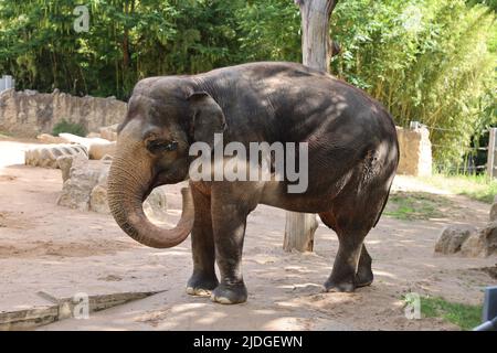 Elefant wirft Sand auf sich Stockfoto