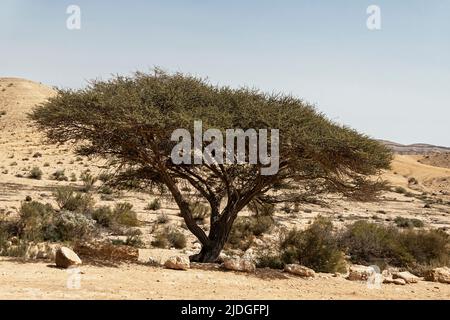 Ein einziger spiraliger Akazienradiana-Baum sitzt am Rande des Wadi HaTira im großen Krater Hamakhtesch Hagadol in der Nähe von Yerucham in Israel Stockfoto