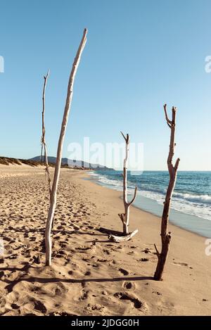 Vier Holzpfähle stecken direkt im Sand am Naturstrand und den Dünen bei Piscinas an der Costa Verde, Sardinien, Italien Stockfoto