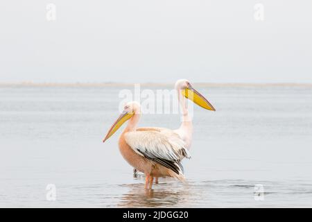 Zwei große weiße Pelikane in Walvisbucht, Namibia Stockfoto