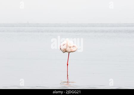 Ein Flamingo posiert in Walvis Bay Stockfoto