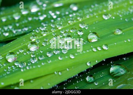 Regentropfen auf Crocosmia-Blättern Stockfoto