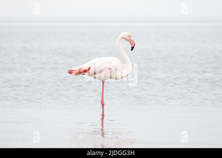 Ein Flamingo posiert in Walvis Bay Stockfoto