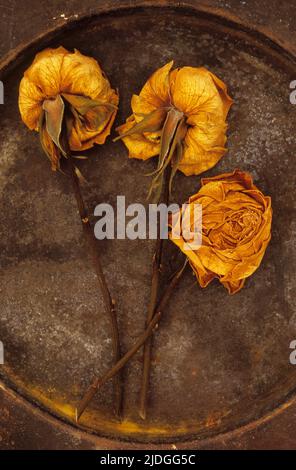 Drei gequetschte getrocknete Rosen, einmal gelb und jetzt braun, liegen mit ihren Stielen auf einer getrübten Metallplatte Stockfoto