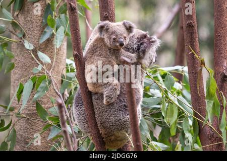 Junge Koala blickt auf die Kamera, während sie auf dem Rücken ihrer Mütter im Currumbin Wildlife Sanctuary, Queensland, Australien, steht Stockfoto