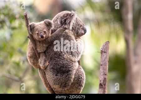 Junge Koala blickt auf die Kamera, während sie auf dem Rücken ihrer Mütter im Currumbin Wildlife Sanctuary, Queensland, Australien, steht Stockfoto