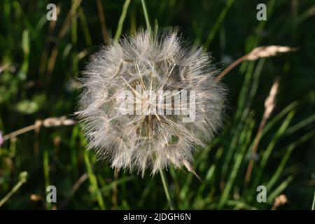 Wiesensalsify (Tragopogon pratensis) im Campbell Park in Milton Keynes. Stockfoto