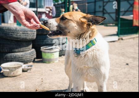 Hund im Tierheim wartet auf Adoption. Freiwillige Fütterung des Hundes. Porträt eines obdachlosen Hundes im Tierheim Käfig Stockfoto