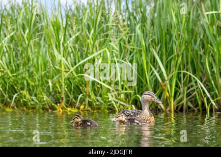 Ente mit zwei niedlichen Enten, die im Hintergrund einen Teich mit grünen Binsen schwimmen Stockfoto