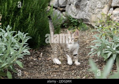 Kleines Kätzchen im Garten, Haustiere im Freien Stockfoto