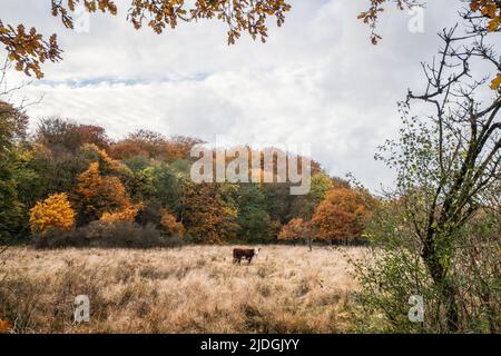 Einsame Hereford Kuh auf einer Wiese mit hohem Gras im Herbst mit bunten Bäumen im Hintergrund Stockfoto