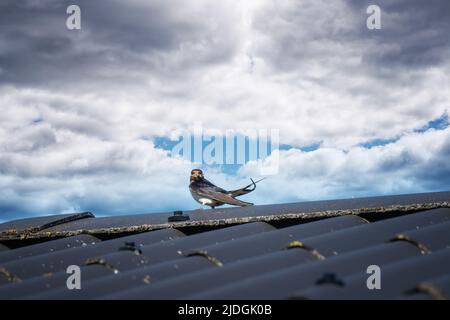 Schlucken Sie auf einem Dach mit einem Strohhalm im Schnabel, der für den Sommer brütet Stockfoto