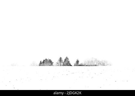 Bäume mit Schnee bedeckt im Winter auf einem Feld am Tag nach Schneefall in einer Landschaft Stockfoto