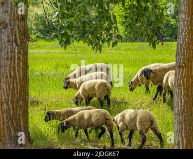 Eine Gruppe Schafe auf einer Weide steht nebeneinander. Eine kleine Herde von Suffolk Schafen mit schwarzem Gesicht und Beinen in einem Sommer Wiese-Reise-Foto, keine peo Stockfoto