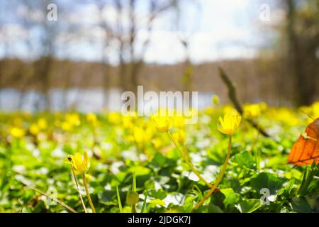 Gelbe eranthist blüht an einem hellen Tag im Frühling in der Sonne Stockfoto