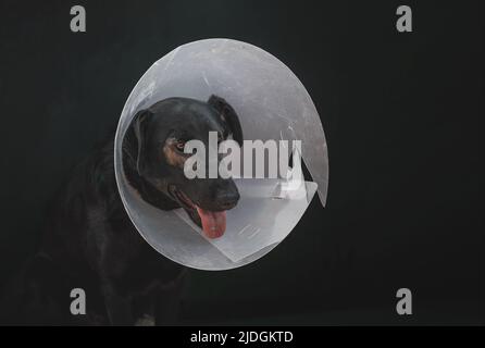 Hund in einem Post-op-Kegel. Hund im Tierheim wartet auf Adoption. Obdachloser Hund mit Kegel erholt sich nach einem medizinischen Eingriff in einem Tierheim Stockfoto