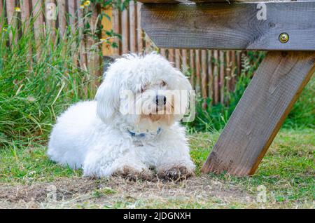 Ein kleiner weißer Cavapoo-Hund mit flauschigem, zotteligem Fell liegt im Sommer unter einer Picknickbank auf dem Rasen im Garten. Stockfoto