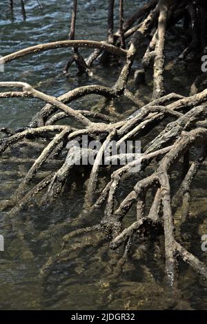 Luftwurzeln von Mangrovenbäumen am Strand von Loh Buaya auf Rinca Island, einem Teil des Komodo-Nationalparks in Komodo, West Manggarai, Ost-Nusa Tenggara, Indonesien. Stockfoto