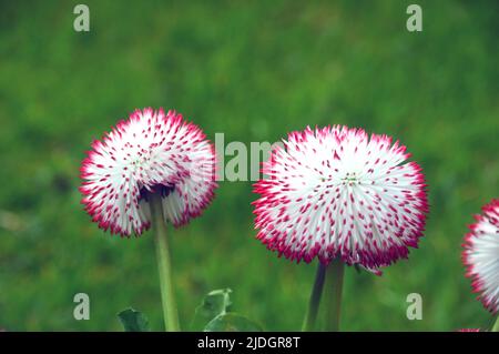 Rosa/Weiß Bellis Perennis 'Pomponette' (englische Gänseblümchen) Bicolor Doppelblumen, die in einem englischen Landgarten, Lancashire, England, Großbritannien, angebaut werden Stockfoto