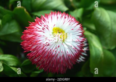Single Pink/White Bellis Perennis 'Pomponette' (englische Gänseblümchen) Zweifarbige Doppelblume, in einem englischen Landgarten, Lancashire, England, Großbritannien, angebaut Stockfoto