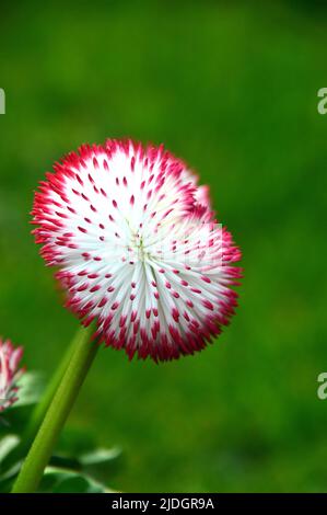 Single Pink/White Bellis Perennis 'Pomponette' (englische Gänseblümchen) Zweifarbige Doppelblume, in einem englischen Landgarten, Lancashire, England, Großbritannien, angebaut Stockfoto