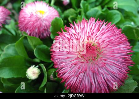 Zwei rosa/weiße Bellis Perennis 'Pomponette' (englische Gänseblümchen) Bicolor-Doppelblumen, die in einem englischen Landgarten, Lancashire, England, Großbritannien, angebaut werden Stockfoto