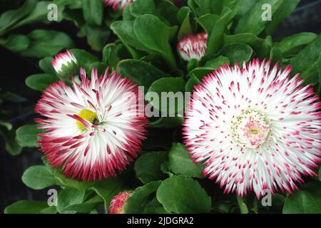 Zwei rosa/weiße Bellis Perennis 'Pomponette' (englische Gänseblümchen) Bicolor-Doppelblumen, die in einem englischen Landgarten, Lancashire, England, Großbritannien, angebaut werden Stockfoto