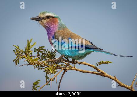 Lillac Breasted Roller ruht sich in der Hitze des Tages im Krüger National Park auf seinem Barsch aus. Stockfoto