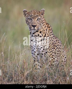 Ein männlicher Leopard in der Sabi Sands Region des Greater Kruger Nationalparks steht auf einem erhöhten Teil der Savanne, der sein Territorium überblickt. Stockfoto