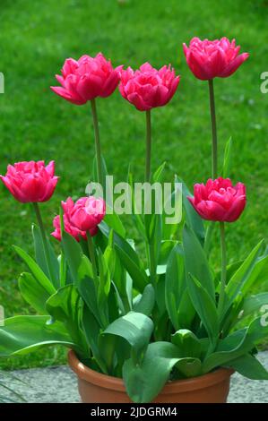 Ein rosa Tulipa-Strauß 'Queen of Marvel' (Double Early Tulip), der in einem englischen Landgarten, Lancashire, England, Großbritannien, angebaut wird Stockfoto