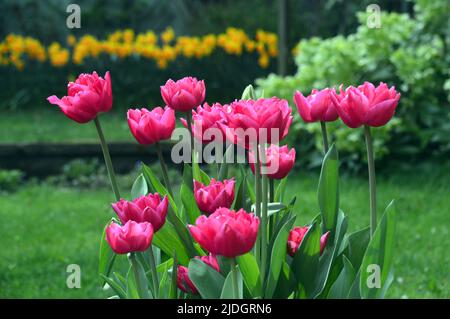 Ein rosa Tulipa-Strauß 'Queen of Marvel' (Double Early Tulip), der in einem englischen Landgarten, Lancashire, England, Großbritannien, angebaut wird Stockfoto