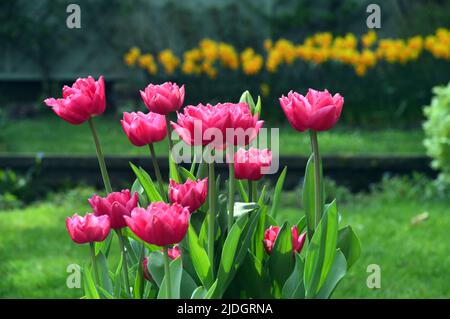 Ein rosa Tulipa-Strauß 'Queen of Marvel' (Double Early Tulip), der in einem englischen Landgarten, Lancashire, England, Großbritannien, angebaut wird Stockfoto