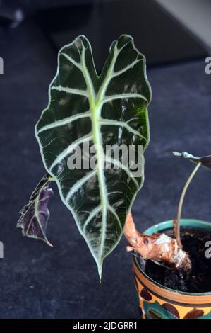 Blume und geäderten Blättern auf einer Indoor-Zimmerpflanze von Arocasia Portodora (aufrechte Elefantenohr) Stockfoto