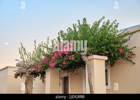 Blühende Bäume schmücken den Eingang zum privaten Hotel unter klarem Himmel in der Dämmerung. Im Hotelgebäude wachsen üppige Zweige mit grünen Blättern und rosa Blumen Stockfoto