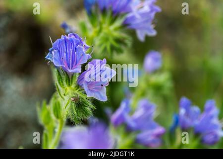 Makrofoto der blauen, melliferious Blume von Echium plantagineum allgemein bekannt als Viper s bugloss und blaues Unkraut. Selektiver Fokus. Stockfoto