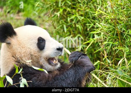 Großer Panda, der Bambus isst. Gefährdete Arten. Schwarz-weißes Säugetier, das wie ein Teddybär aussieht. Tiefes Foto eines seltenen Bären. Stockfoto