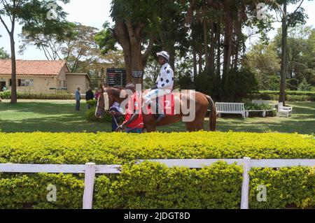 Pferde, die vor einem Rennen um den Paradering geführt werden, Ngong Racecourse, Ngong Road, Nairobi, Kenia. 1 März 2015 Stockfoto