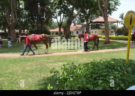 Pferde, die vor einem Rennen um den Paradering geführt werden, Ngong Racecourse, Ngong Road, Nairobi, Kenia. 1 März 2015 Stockfoto