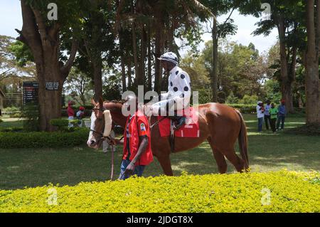 Pferde, die vor einem Rennen um den Paradering geführt werden, Ngong Racecourse, Ngong Road, Nairobi, Kenia. 1 März 2015 Stockfoto