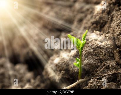Nahaufnahme des wachsenden Sprossen unter starkem Sonnenlicht als Symbol für das Wachstum landwirtschaftlicher Pflanzen. Konzept der Investition oder Start eines neuen Start-ups. Stockfoto
