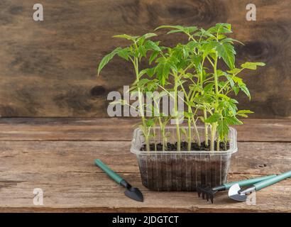 Keimling von Tomaten. Gartenarbeit im Frühling. Tomatenbusch. Gemüse zu Hause anbauen. Vermehrung und Pflanzung eines Gemüsegartens. In eine Schachtel Pflanzen. Holzhintergrund. Stockfoto