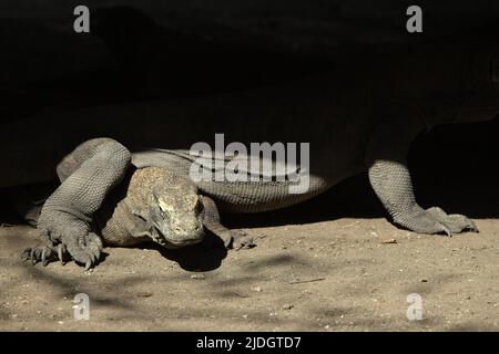 Komodo-Drachen (Varanus komodoensis) unter einem Stelzengebäude auf Rinca Island, einem Teil des Komodo-Nationalparks in West Manggarai, Ost-Nusa Tenggara, Indonesien. Stockfoto