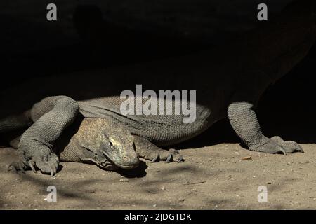 Komodo-Drachen (Varanus komodoensis) unter einem Stelzengebäude auf Rinca Island, einem Teil des Komodo-Nationalparks in West Manggarai, Ost-Nusa Tenggara, Indonesien. Stockfoto