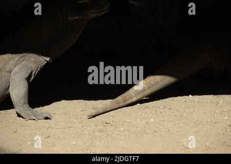 Komodo-Drachen (Varanus komodoensis) unter einem Stelzengebäude auf Rinca Island, einem Teil des Komodo-Nationalparks in West Manggarai, Ost-Nusa Tenggara, Indonesien. Stockfoto