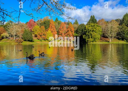 Ein See, umgeben von Herbstbäumen, mit schwarzen Schwanen, die im Wasser schwimmen. McLaren Falls Park, Bay of Plenty, Neuseeland Stockfoto