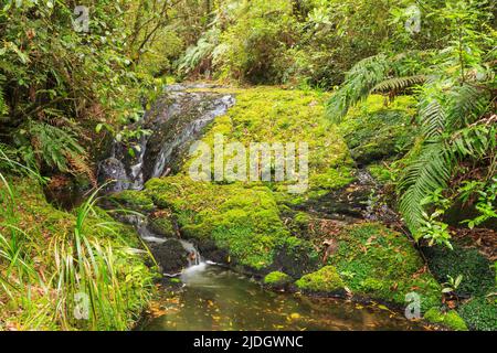 Ein kleiner Wasserfall stürzt sich über moosige Felsen im malerischen Naturschutzgebiet Otanewainuku, einem Wald in der Bay of Plenty, Neuseeland Stockfoto