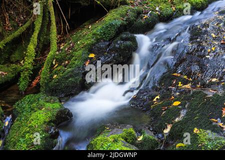 Ein kleiner, feiner Bach stürzt über moosige Felsen im neuseeländischen Wald Stockfoto