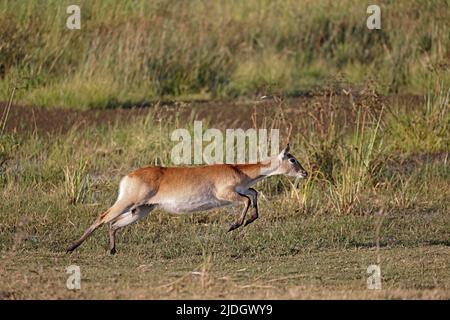 Weibliche rote Lechwe bei Moremi Botswana Stockfoto